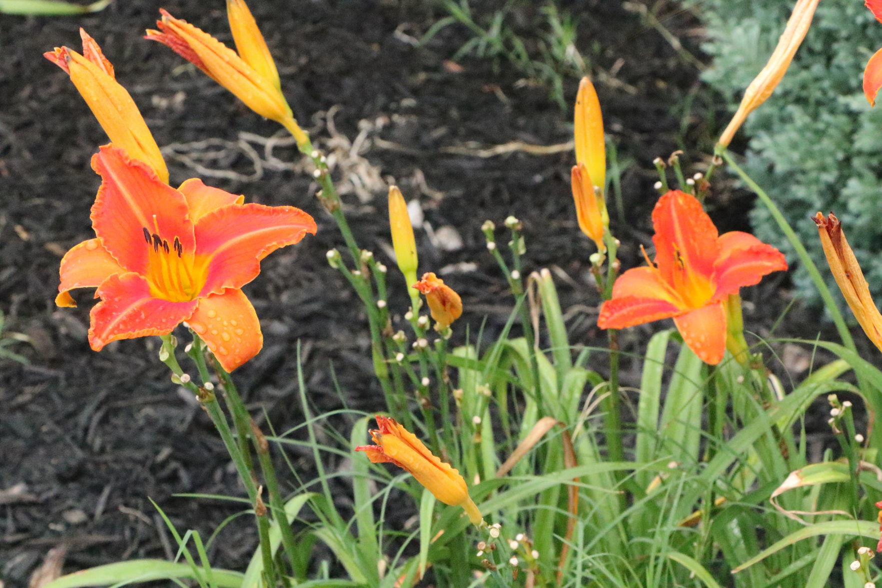 July Yard of the Month